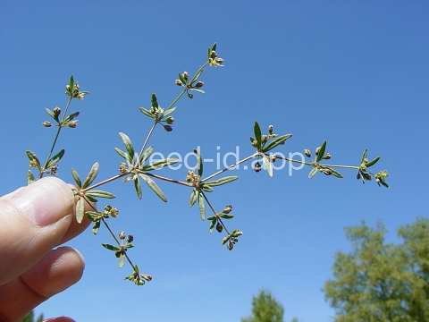 carpetweed
